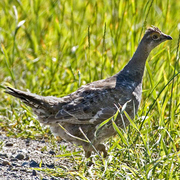Male Male