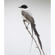 Adult. Note: dark head, white breast, and long forked black tail. Adult. Note: dark head, white breast, and long forked black tail.